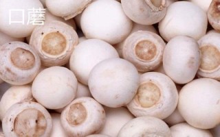 南方適合種植哪些菇類，竹蓀、黑木耳、草菇等
