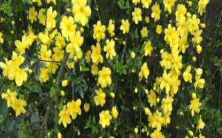 迎春花的品種，常見的有探春、云南黃素馨等