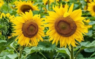 向日葵空殼如何預(yù)防，需提高水肥條件