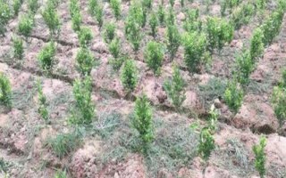 吉育115大豆品種簡介，中抗大豆灰斑病