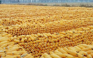 富友123玉米種子介紹，適宜密度為4000株/畝