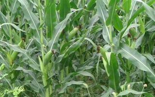 萬(wàn)盛69玉米種子介紹，適播期6月10～20日