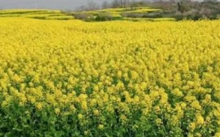 油菜的種植技術(shù)，種植之前對土壤進(jìn)行翻耕