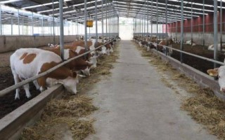 肥育牛飼料配方，根據(jù)牛的體重和地點飼料情況制定