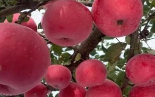 大涼山丑蘋果有幾個(gè)品種，主要有嘎啦、紅將軍、紅富士這3個(gè)品種