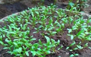 陽臺種植菠菜的方法，日常要保持土壤微微濕潤