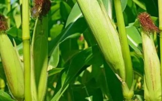 宏育118玉米品種簡(jiǎn)介，中抗大斑病