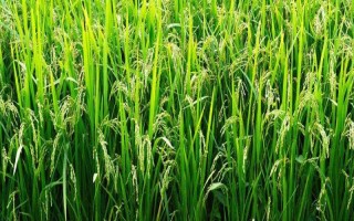 博II優(yōu)2386水稻品種簡介，全生育期107～122天