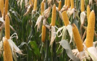 哈糯2025玉米種子特點(diǎn)，種植密度不宜過(guò)大