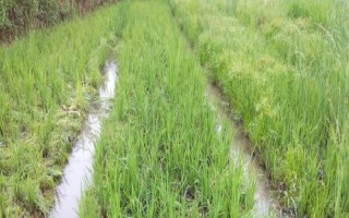 荃優(yōu)822水稻種子特征特性，每畝有效穗數(shù)16.0萬穗