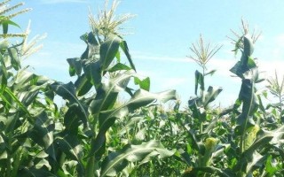 富春339玉米種子特征特性，適宜中等以上肥力地塊種植