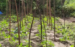 何時(shí)種植長豆角，以4-5月份為宜