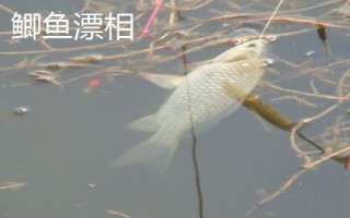 釣魚怎么看漂提竿，每個(gè)魚種漂相不一樣