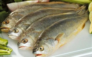 黃花魚是不是海魚，屬于海魚
