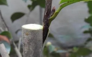 茶花是如何嫁接的，通常在6月份或者7月份進(jìn)行