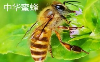 蜜蜂簡介，是典型的社會性群居昆蟲