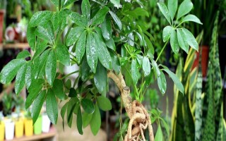 招財樹怎么養(yǎng)，澆水時要沿著盆邊緩慢澆灌