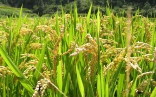 金隆優(yōu)青占水稻種子特征特性，全生育期114.3天
