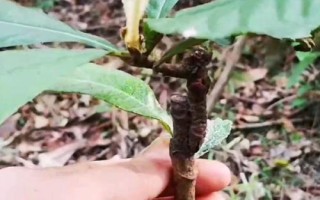 枇杷樹什么時(shí)候嫁接好，春秋季的晴天嫁接為宜