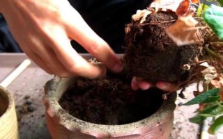 花卉換盆技巧，一般每年或隔年進(jìn)行一次換盆