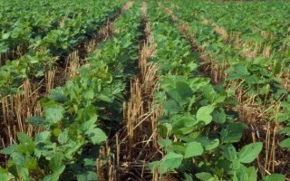 隴黃2號大豆品種簡介，播期4月下旬-5月上旬