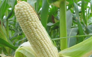 閩甜4號玉米品種簡介