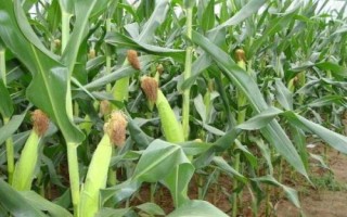 鐵玉121玉米種子簡介，3月下旬至4月上旬播種