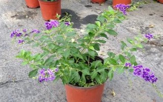 蕾絲金露花冬季耐寒溫度，可以忍耐零下4℃的低溫