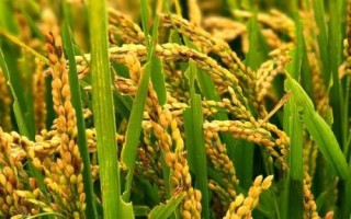 華兩優(yōu)2885水稻品種簡(jiǎn)介，鄂北4月中下旬播種