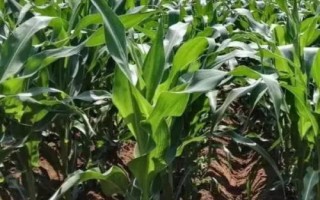 萬豐31號玉米種簡介，防治雜草