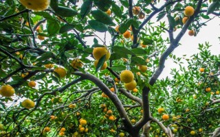 臍橙樹(shù)的壽命，壽命在40-50年左右
