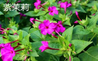 煙草花幾點(diǎn)開放，在傍晚六點(diǎn)開花