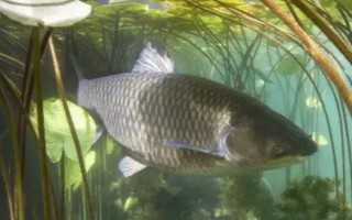 草魚(yú)是不是淡水魚(yú)，屬于典型的淡水魚(yú)類(lèi)