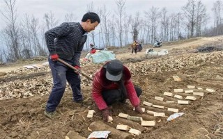 引種天麻要注意什么，當(dāng)?shù)氐臍夂驖M足條件才能種植