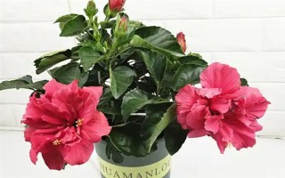 芙蓉花半年沒澆水能否存活，盆栽芙蓉花會干枯死亡