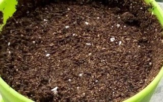 如何盆栽虎刺梅，一年四季都需要充足的光照