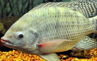 如何垂釣產(chǎn)卵期的鯽魚(yú)，早上作釣更容易上鉤