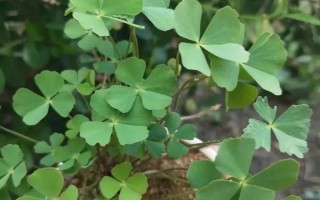 幸運(yùn)草的盆栽養(yǎng)護(hù)方法，放在向陽(yáng)處讓它全天曬光