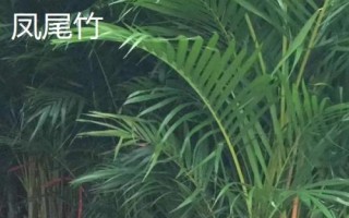 散尾葵和鳳尾竹的區(qū)別，形態(tài)和習(xí)性均不同