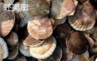 海灣扇貝的產地，原產于美國東海岸