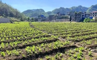 種植白芨前景如何，市場前景非常不錯