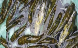 黃骨魚的刺有沒有毒，有毒但毒性并不強(qiáng)