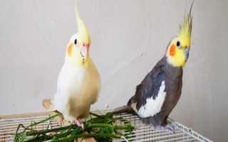 玄鳳鸚鵡最適合什么樣的鳥籠，用金屬的籠具飼養(yǎng)最為合適