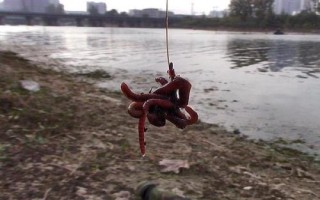 蚯蚓釣不到大魚的原因，是名副其實的“萬能餌料”