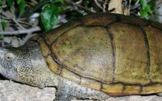 索若拉泥龜好不好養(yǎng)，飼養(yǎng)難度低屬于易養(yǎng)品種
