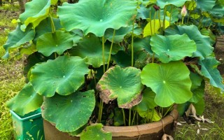 荷花為什么會(huì)爛根，可能是水量過多、施肥過量等因素造成