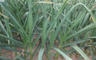 蒜苗的種植技術(shù)，一年四季都可以種植