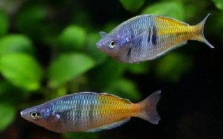 馬鯛魚好不好養(yǎng)，要求較高不易飼養(yǎng)