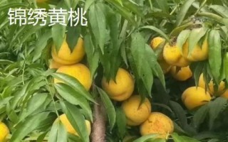 我國的黃桃的產(chǎn)地，華北、華中、西南一帶栽培較廣