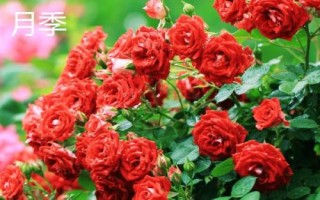 薔薇和月季的區(qū)別,花朵和花期均不同